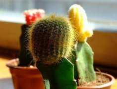 室內(nèi)擺放植物越多越好？